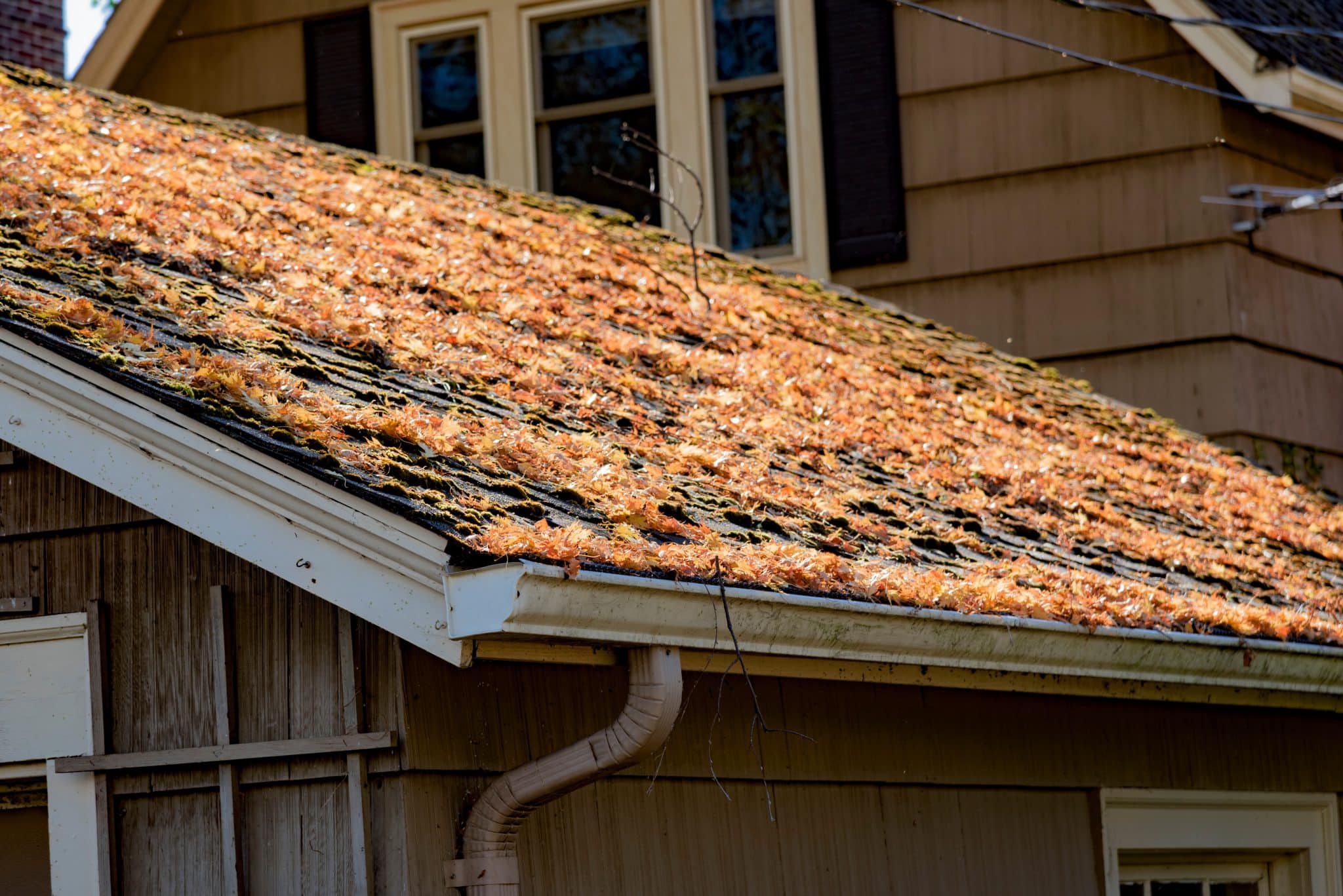 Leaves covering a shingle roof